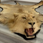 Investigado en Almería por vender alfombras de piel de león en internet