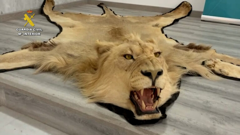 Investigado en Almería por vender alfombras de piel de león en internet