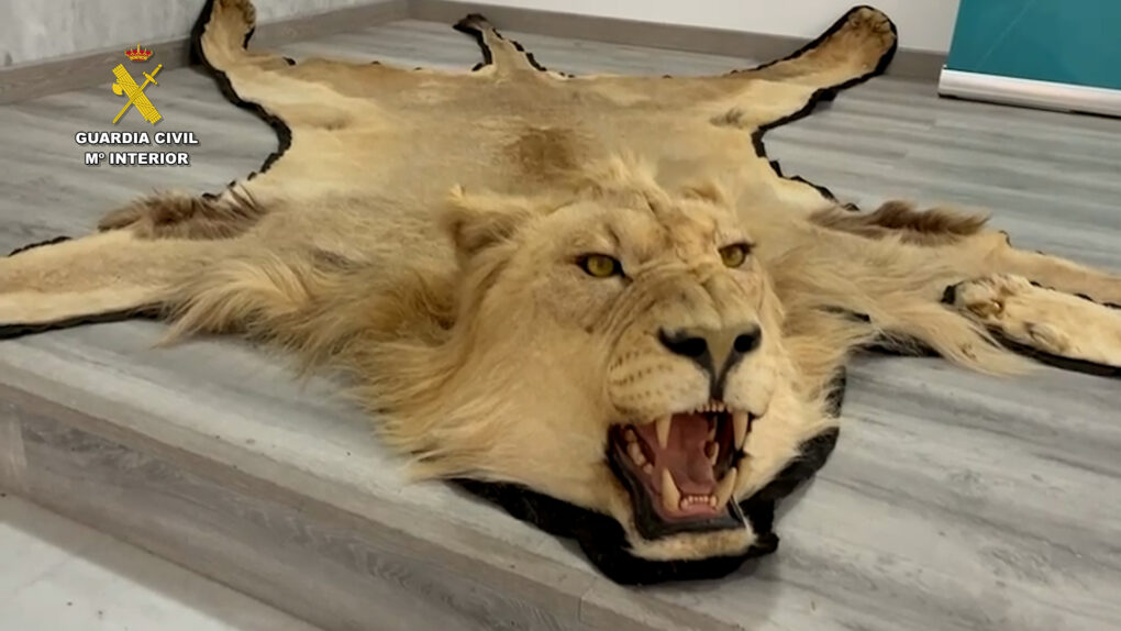 Investigado en Almería por vender alfombras de piel de león en internet