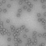 Un estudio del CSIC revela cómo los virus evolucionan mediante redes genéticas fractales