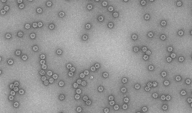 Un estudio del CSIC revela cómo los virus evolucionan mediante redes genéticas fractales