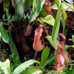 Científicos españoles desarrollan una molécula inspirada en una planta carnívora que degrada el gluten y podría revolucionar la celiaquía