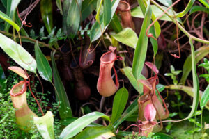 Científicos españoles desarrollan una molécula inspirada en una planta carnívora que degrada el gluten y podría revolucionar la celiaquía