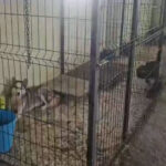 Golpe al tráfico ilegal de animales en Sevilla: intervenidos caimanes, iguanas, reptiles y casi un centenar de perros y gatos