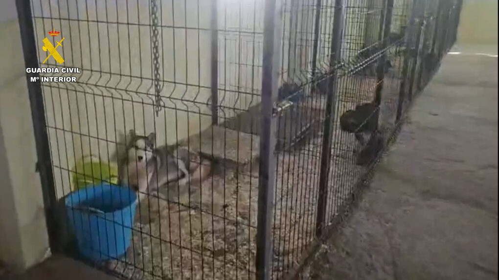 Desarticulado en Sevilla un grupo criminal que traficaba con especies exóticas protegidas y animales para su venta ilegal
