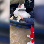 Más de 600 compradores afectados por una red de venta irregular de perros desmantelada en Ávila