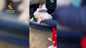 Más de 600 compradores afectados por una red de venta irregular de perros desmantelada en Ávila