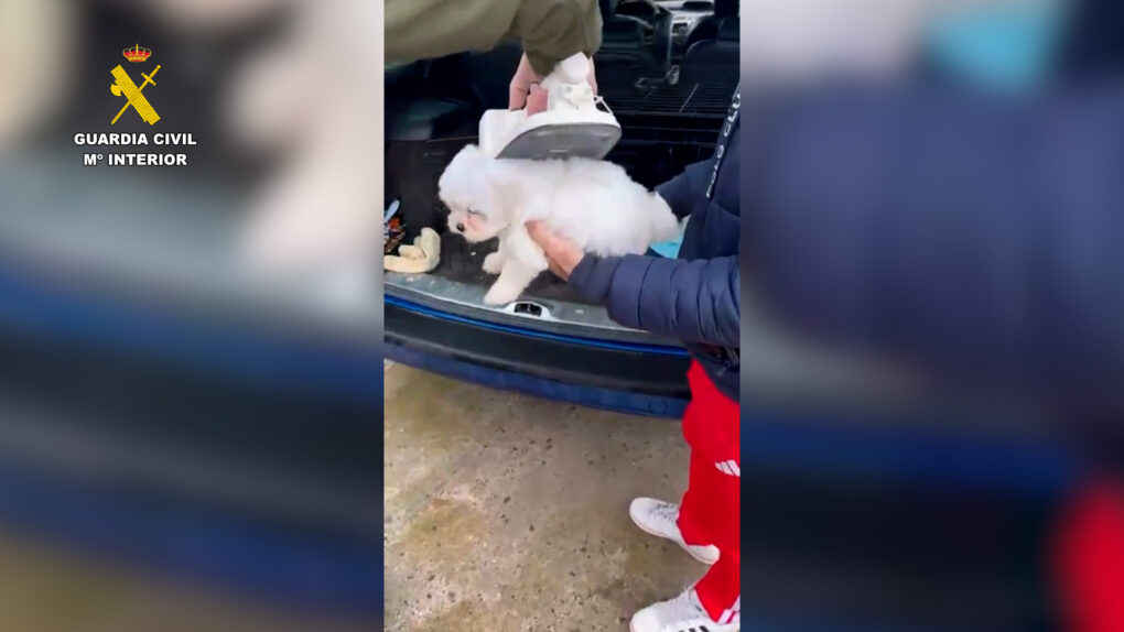Más de 600 compradores afectados por una red de venta irregular de perros desmantelada en Ávila
