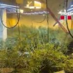 Desarticulada una organización criminal dedicada al cultivo de marihuana en Tarragona: 14 detenidos y más de 5.000 plantas intervenidas