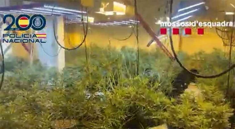 Desarticulada una organización criminal dedicada al cultivo de marihuana en Tarragona: 14 detenidos y más de 5.000 plantas intervenidas