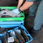 La Guardia Civil evita la venta de 227 kilos de pescado robado con restos de medicamentos