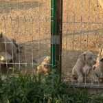 Detenidas 14 personas por vender perros con amputaciones ilegales de orejas y rabo