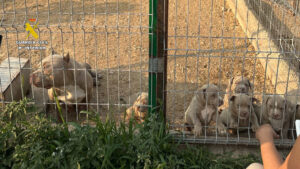 Detenidas 14 personas por vender perros con amputaciones ilegales de orejas y rabo