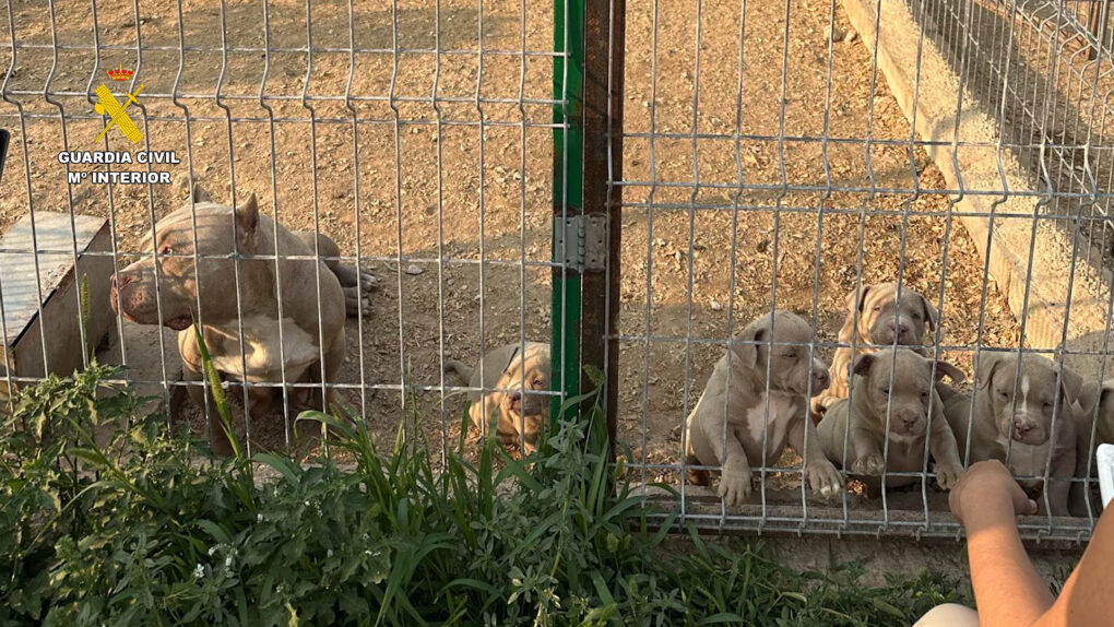 Detenidas 14 personas por vender perros con amputaciones ilegales de orejas y rabo